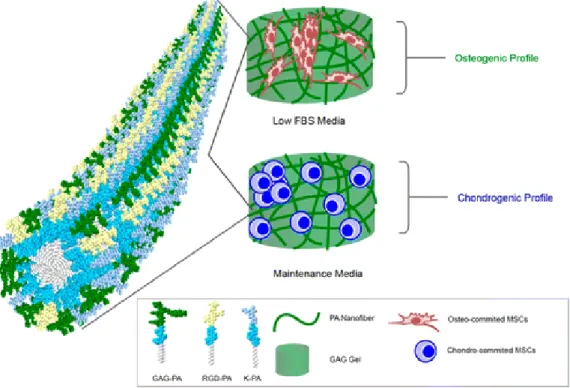 Figure  7  Glycosaminoglycan-Mimetic  signals  direct  the  Osteo/Chondrogenic  differentiation  of  mesenchymal  stem  sells  in  a  three-dimensional  peptide  nanofiber  extracellular  matrix  mimetic  environment