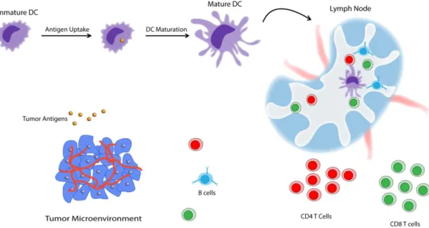 Figure 9 Generation of cellular immune response against tumor antigens. 