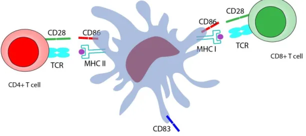 Figure 10 Interaction of dendritic cells with CD4 and CD8 T cells. 