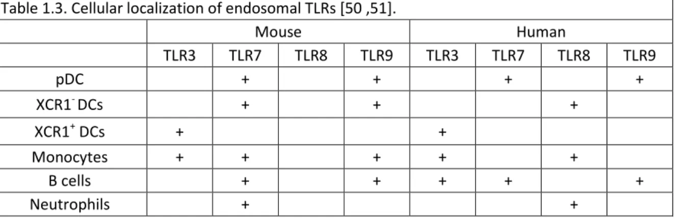 Table 1.3. Cellular localization of endosomal TLRs [50 ,51]. 