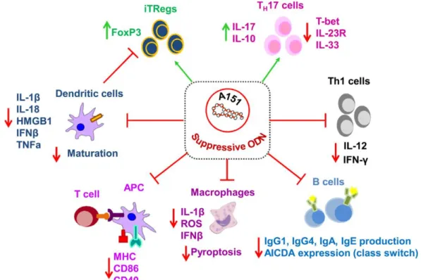 Figure  1.6.  Diverse  effects  of  suppressive  ODN  A151  on  cellular  elements  of  the  immune  system  (Adapted from [86]) 