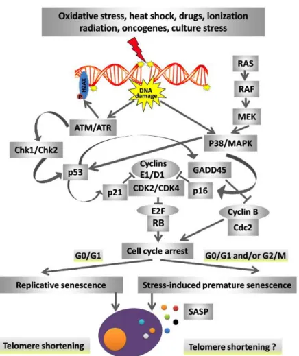 Figure 1.7. Major pathways of replicative and stress-induced premature senescence (Adapted from  [122]) 