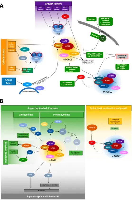 Figure 1.8: The mTOR signaling network. (a) Major triggers of mTOR signaling include cellular stress,  growth  factors,  and  amino  acids  for  the  mTORC1  complex,  and  the  insulin/PI3K  pathway  for  mTORC2