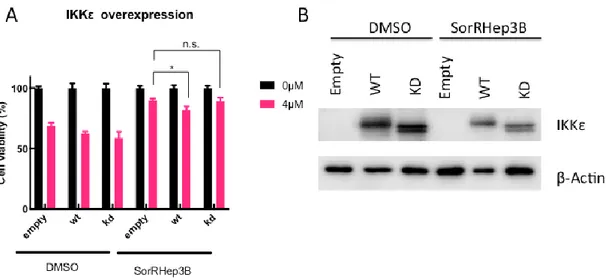 Figure 3.11: IKBKE rescue re-sensitizes SorRHep3B cells to Sorafenib. A. DMSO or SorRHep3B  cells are transfected  with empty pcDNA  vector (Empty), IKBKE  wild Type (WT) plasmid or Kinase  Dead  IKBKE  (KD)  plasmid  and  treated  with  4uM  Sorafenib  fo