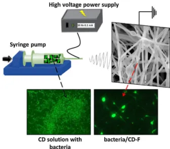 Fig. 1. Schematic view of encapsulation of bacteria in electrospun ﬁbers by electro- electro-spinning process (CD: Cyclodextrin, F: Fiber).
