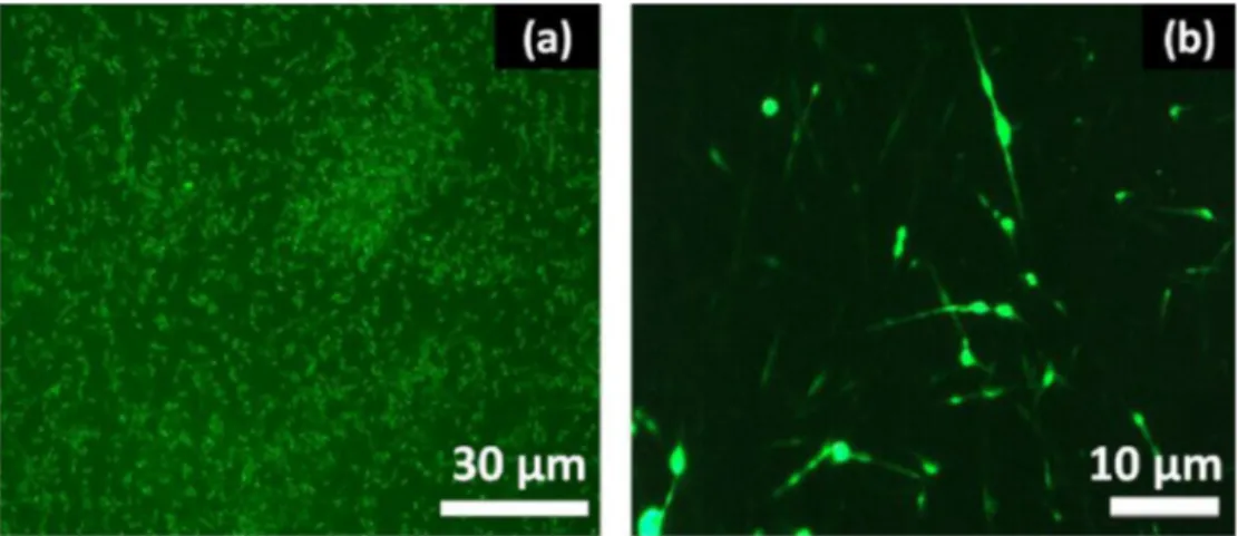 Fig. 4. Fluorescence microscopy images of bacteria (a) before encapsulation process (b) after encapsulation in CD-F matrix.