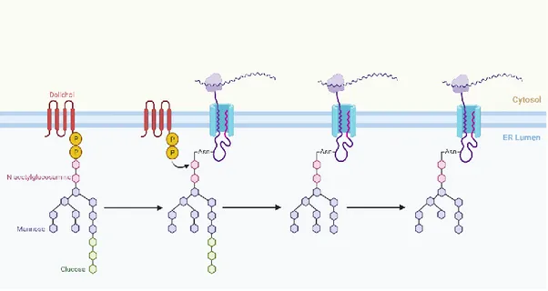 Figure 2: N-linked glycosylation mechanism in eukaryotes. Created with  Biorender.com 