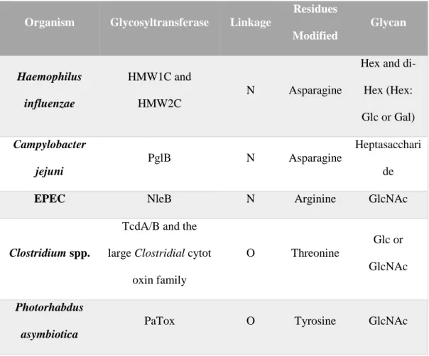 Table 1: Most studied bacterial glycosylation mechanisms. Adapted from Lu et al. 