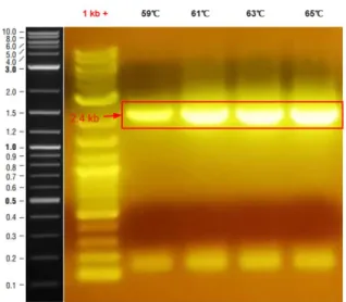 Figure 4: PCR result of pglB amplification. 