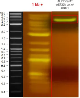 Figure 6: Colony PCR results of T7 pglB ALP-DQNAT pET22b Amp. 