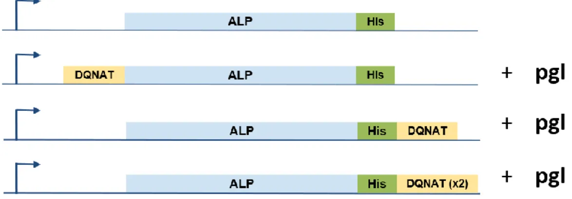 Figure 7: Created ALP Variants was created to assess Glycosylation Rate. 
