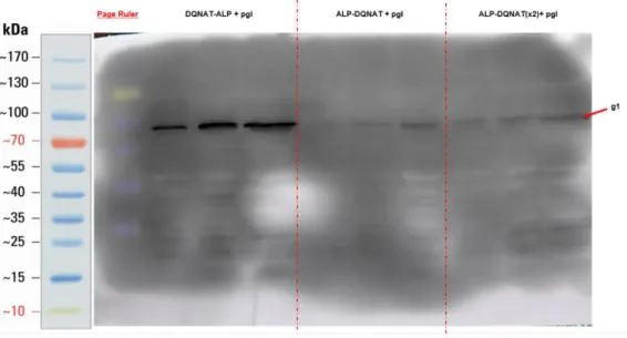 Figure 9: Lectin Blot Results of created ALP Variants. 