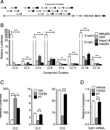 Fig. 1. Identiﬁcation of functional conserved sequences within Cdh1 intron 2. (A) A map of the conserved clusters is shown in relation to the Cdh1 gene, location and size of clusters are in scale