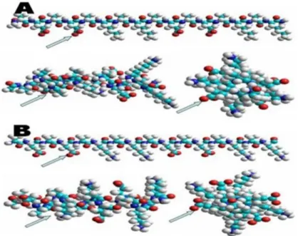 Figure 1.8: Molecular model of d-EAK16 (a) and l-EAK16 (B) (Produced from Ref [8] with permission of Creative Commons Attribution License 2008).