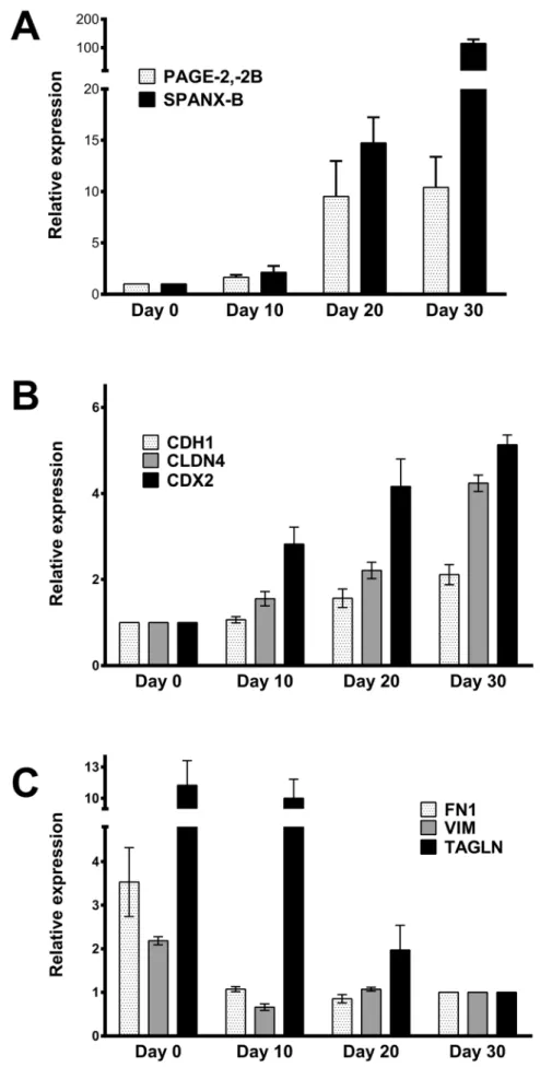 Figure 1. Up-regulation of CT genes in parallel to MET in the Caco-2 SD model. Relative mRNA expression of CT genes (PAGE2, -2B and SPANXB) (A), epithelial genes (E-cadherin (CDH1), claudin 4(CLDN4), CDX2) (B), and mesenchymal genes (fibronectin 1 (FN1), v
