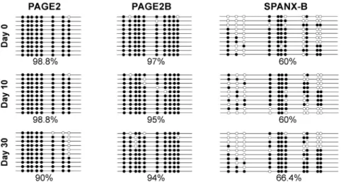 Figure 4. Bisulfide sequencing of PAGE2, -2B and SPANX-B promoter-proximal regions. Filled and empty circles represent methylated and unmethylated cytosines, respectively