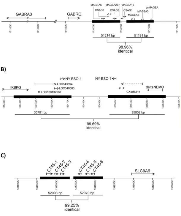 Figure  7  Genetic  structure  of  some  CT-containing  inverted  repeats.  (A)  The  51  kb- kb-inverted repeat in the MAGE-A cluster neighboring the GABRA3 pTSG gene