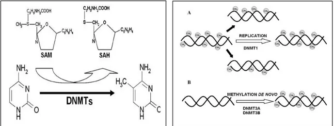 Figure 1.1 Methylation of cytosine within CpG dinucleotides is catalyzed by DNMTs. S- S-adenosylmethionine  (SAM)  donates  methyl  groups  and  is  converted  to  S-  adenosylhomocysteine (SAH)