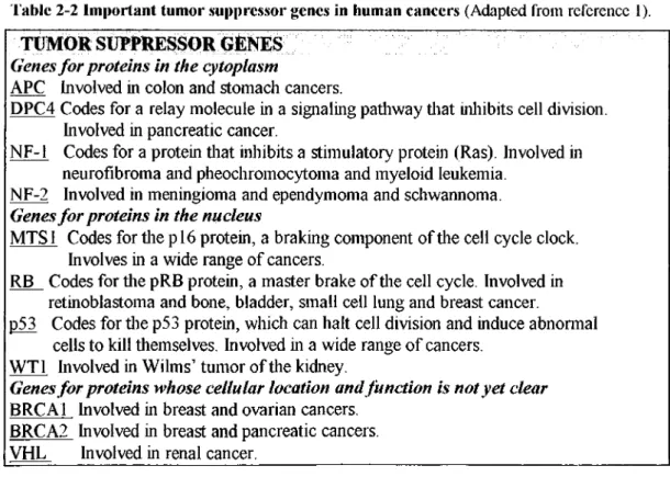 Table 2-2  Important tumor suppressor genes  in  human cancers  (Adapted from  reference  1).