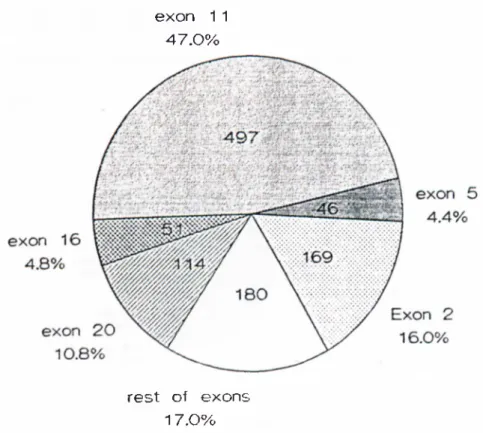 Figure  2-3  Mutation  distribution  of  BR i.’A l.  Exons  11.  2.  .S.  16  and  20  harbor  8.3%  o f the  BRCAl  gcm ilinc  mutations  These  exons  altogether  make  up  approximately  60'K,  o f the  total  transcribed  region