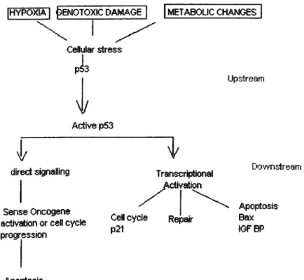 Figure 2. The p53 pathway  Levine, A. J. 1997