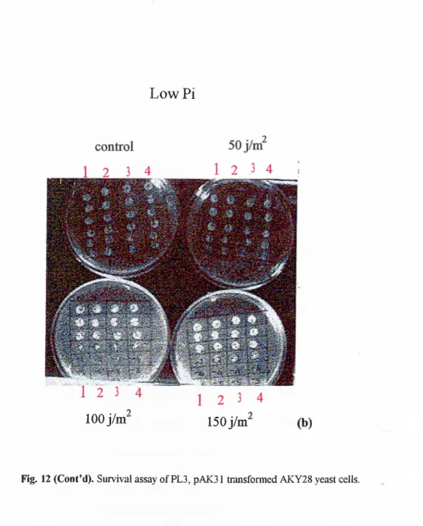Fig.  12  (C ont’d).  Survival assay o f PL3,  pAK31  transformed AKY28 yeast cells.