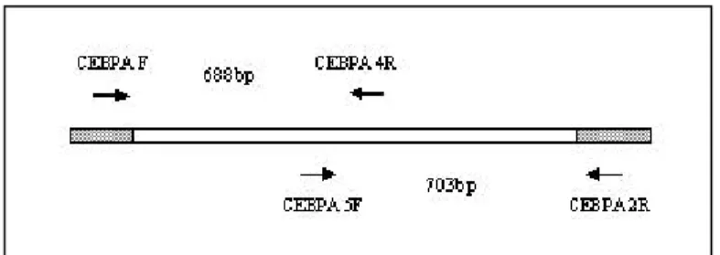 Figure 4: PCR primers for amplification of C/EBPα 