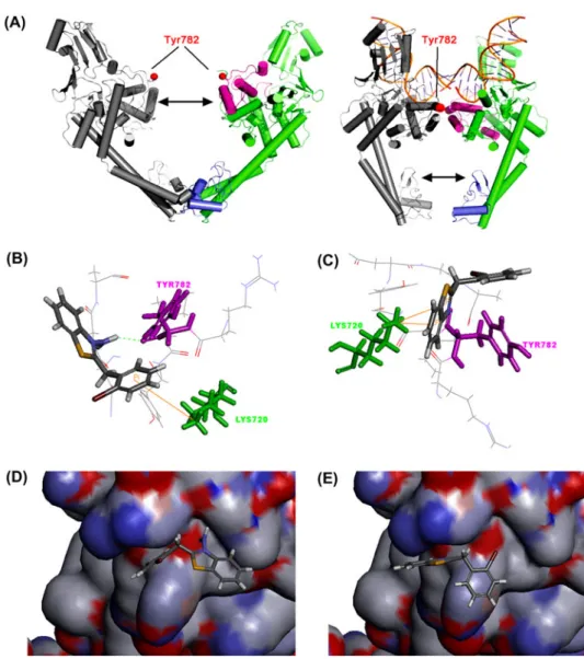 Figure 1. (A) Conformational changes of topoisomerase II, after DNA binding [22]. (B) Docked posi- posi-tion of BM3: NH 2 group at position 3 of benzothiazolium has H bond with Tyr782 (pink) and phenyl ring on second position of benzothiazole ring has π–ca