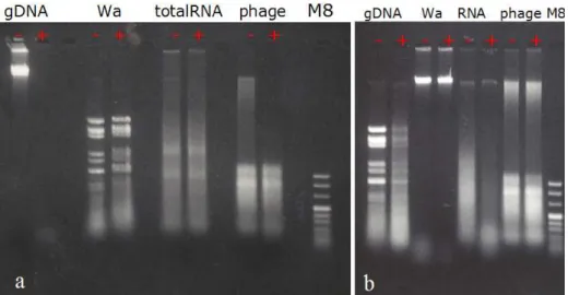 Figure 3.4: (a)DnaseI caused degradation of M.catarrhalis genomic DNA and high molecular weight nucleic acid extracted from phage particles.(b)RNaseIII caused degradation of rotavirus Wa genomic RNA(dsRNA) but phage RNA was resistant to RNaseIII
