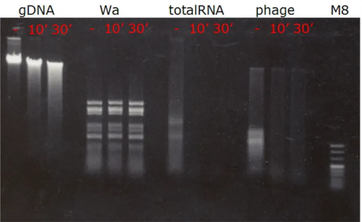 Figure 3.5: S1 nuclease caused degradation of RNA extracted from mouse spleen(totalRNA), and low molecular weight nucleic acids extracted from phage particles