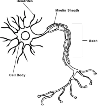 Figure 4.2: The structure of a neuron 