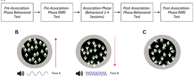 Figure 1: A) Stepwise test protocol. Test was administered to each participant in five phases: pre-association phase test  (behavioral and fMRI), association phase (behavioral), and post-association phase test (behavioral and fMRI)