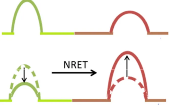 Figure 3.5. Fluorescence intensities of the donor and acceptor in the presence and absence of NRET.