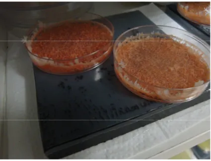 Figure 4.1. Crystallization of QD embedded macrocrystals takes place in these containers with the evaporation of water.