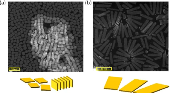 Figure  2.2.  High-angle  annular  dark-field  scanning  transmission  electron  microscopy  (HAADF-STEM) images of 4 monolayer thick CdSe nanoplatelets (vertical thickness 