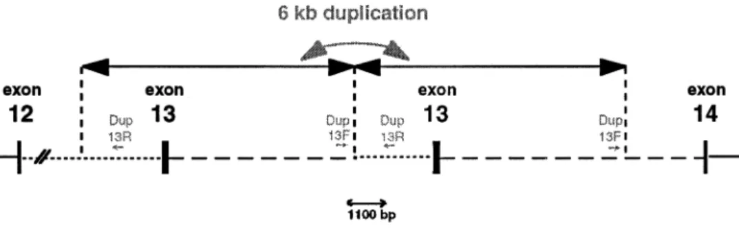 Figure 1 Schematic representation of BRCA1 exon 13 duplication. The location and orientation of the dup13F (GAT TAT TTC CCC CCA GGC TA) and dup13R (AGA TCA TTA GCA AGG ACC TGT G) primers are represented, along with the position of the 6-kb duplicated regio