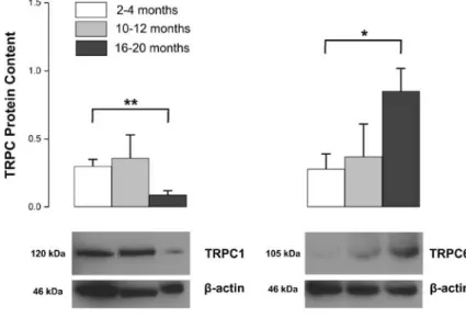 Fig. 3 Immunohistochemi- Immunohistochemi-cal analysis of TRPC1 and TRPC6 proteins in 2 –4- and 16 –20-month-old rat aorta.