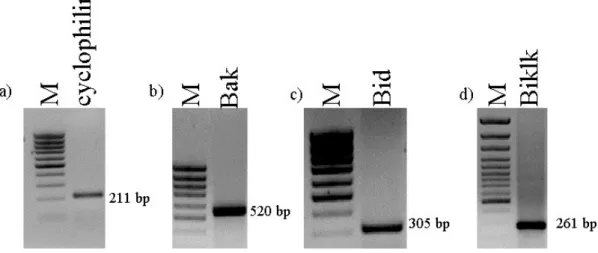 Figure 3.2. PCR production of the gene fragments.  cyclophilin was amplified from liver cDNA, whereas brain cDNA was used for bak and bid and testes cDNA was used for biklk