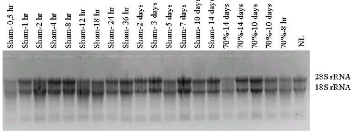 Figure 3.5. The integrity check of RNA samples on denaturing agarose gel.