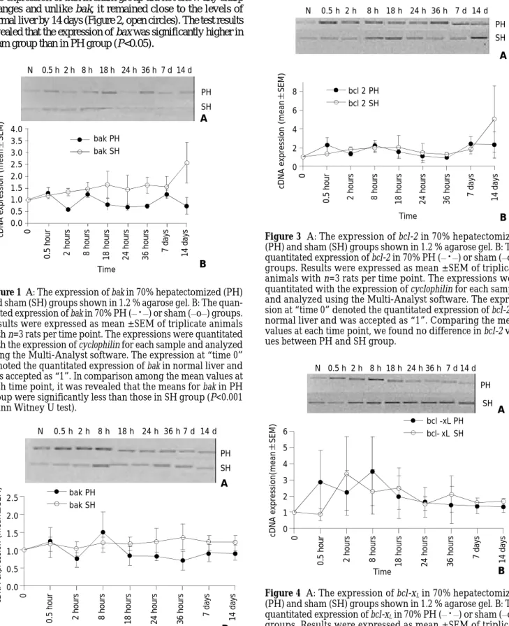 Figure 1  A: The expression of bak in 70% hepatectomized (PH) and sham (SH) groups shown in 1.2 % agarose gel