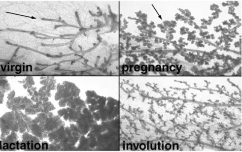 Figure 1.3 Cyclical phase of mouse mammary gland development. The  predominant ductal and lobuloalveolar morphology are seen in virgin and pregnant  mouse respectively