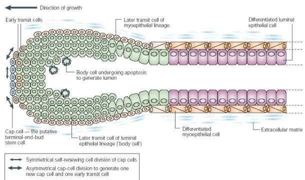 Figure 1.4 Formation of a duct in developing breast. The inner luminal epithelial  cell layer and outer myoepithelial cell layer are formed from TEB