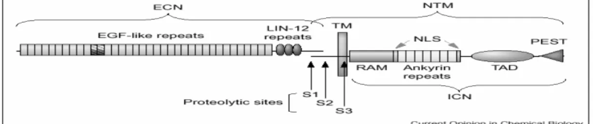 Figure 1.5 Structure of Notch Receptor.  ECN and NTM show the extracellular  and transmembrane subunits of Notch receptor, respectively