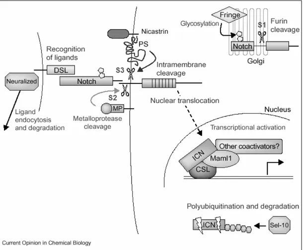 Figure 1.7 Notch Signaling Pathway. S1, S2, and S3 represents the three cleavages  in order