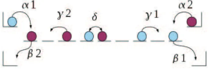 Figure 2.5: Schematic display of ASEP with two types of particles.