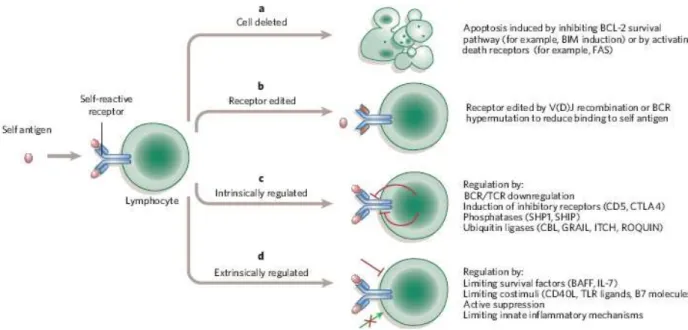 Figure 1.6  Self tolerance (Goodnow et al., 2005). a, The cell is deleted through induction of  cell  death
