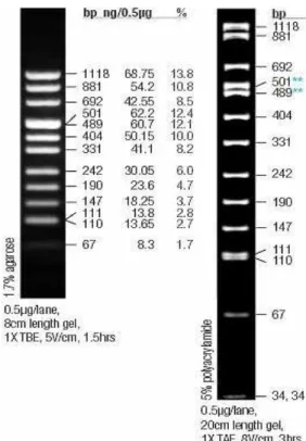 Figure 2.1. Sizes of the fragments of PUC mix marker, 8 and appearance on both agarose and 