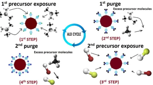 FIG. 1. Schematic representation of an ALD cycle consisting of the following steps: (i) exposure of first precursor, precursor absorbs on reactive sites and reaction products are formed, (ii) purge to evacuate the reactor from unreacted excess precursor mo