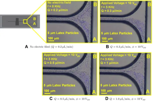 Figure 4. Particle trajectories within the microfluidic device fabricated by HM: (A) No  ele-ctric field (Q = 0.2 ␮L/min), (B) Q =0.3 ␮L/min, ␾=10 V pp , (C) Q =0.5 ␮L/min, ␾=10 V pp , (D) Q =1.0 ␮L/min, ␾=10 V pp.