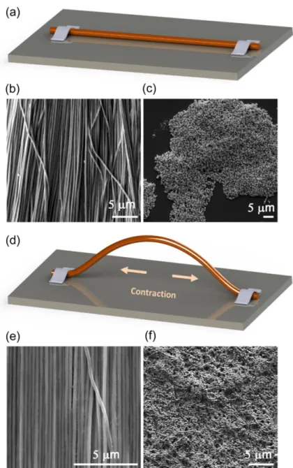 Figure  3.8:  “Taut”  and  “slack”  fabrication.  (a-c)  “Taut”  fibers  produce  nanochains  with  average diameters (500) similar to that of the initial nanowire (450 nm)